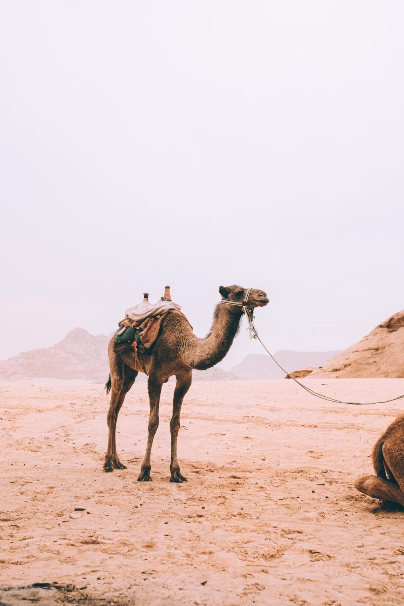 Khaled'S Camp Hotel Wadi Rum Exterior foto